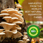 Mushroom Cofee  : 30 Serving Coffee