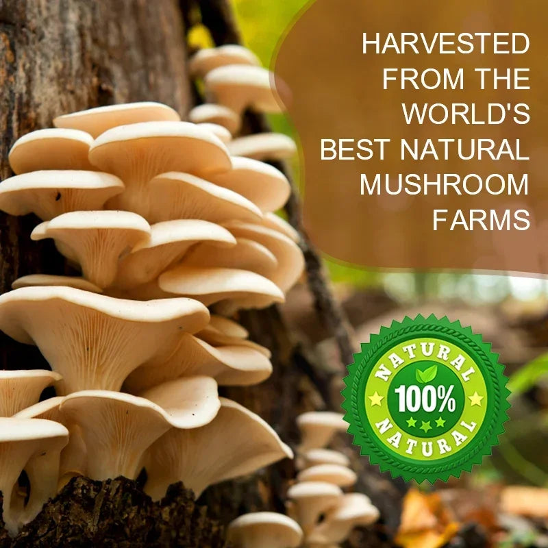 Mushroom Cofee  : 30 Serving Coffee